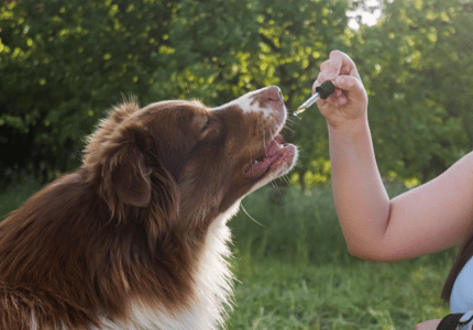 CBD Buyer's Guide for Dogs